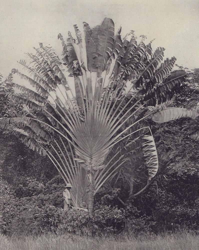 The Giant Traveller's Palm. Caribbean. STODDARD 1895 old antique print picture